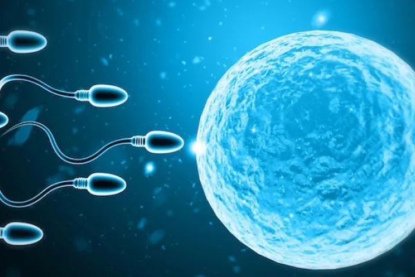 Da li žena može da zatrudni ako nema menstruaciju?